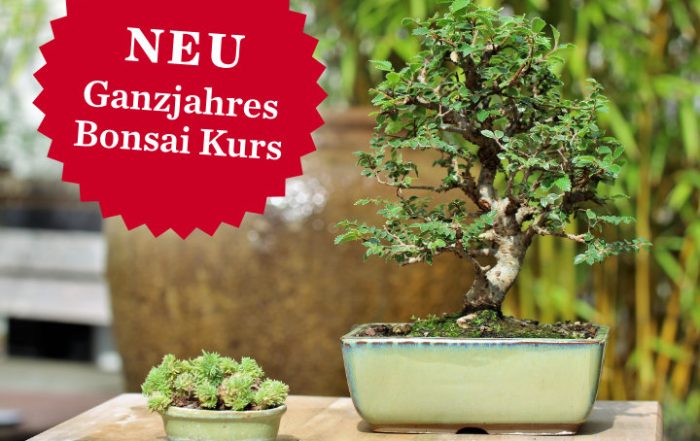 Bonsai durch die Jahreszeiten